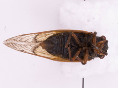 Magicicada cassinii