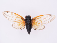 Magicicada cassinii