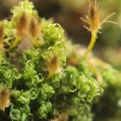 Orthotrichum stramineum