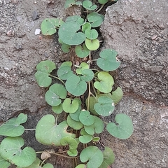 Dichondra repens