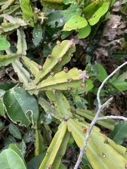 Rhipsalis triangularis
