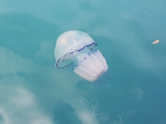 Rhizostoma pulmo