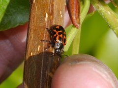 Chrysomela falsa