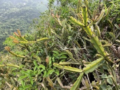 Rhipsalis triangularis
