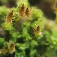 Orthotrichum stramineum