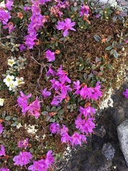 Rhododendron lapponicum