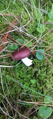 Russula capensis