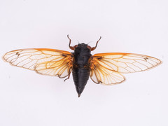 Magicicada cassinii