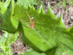 Anelosimus studiosus