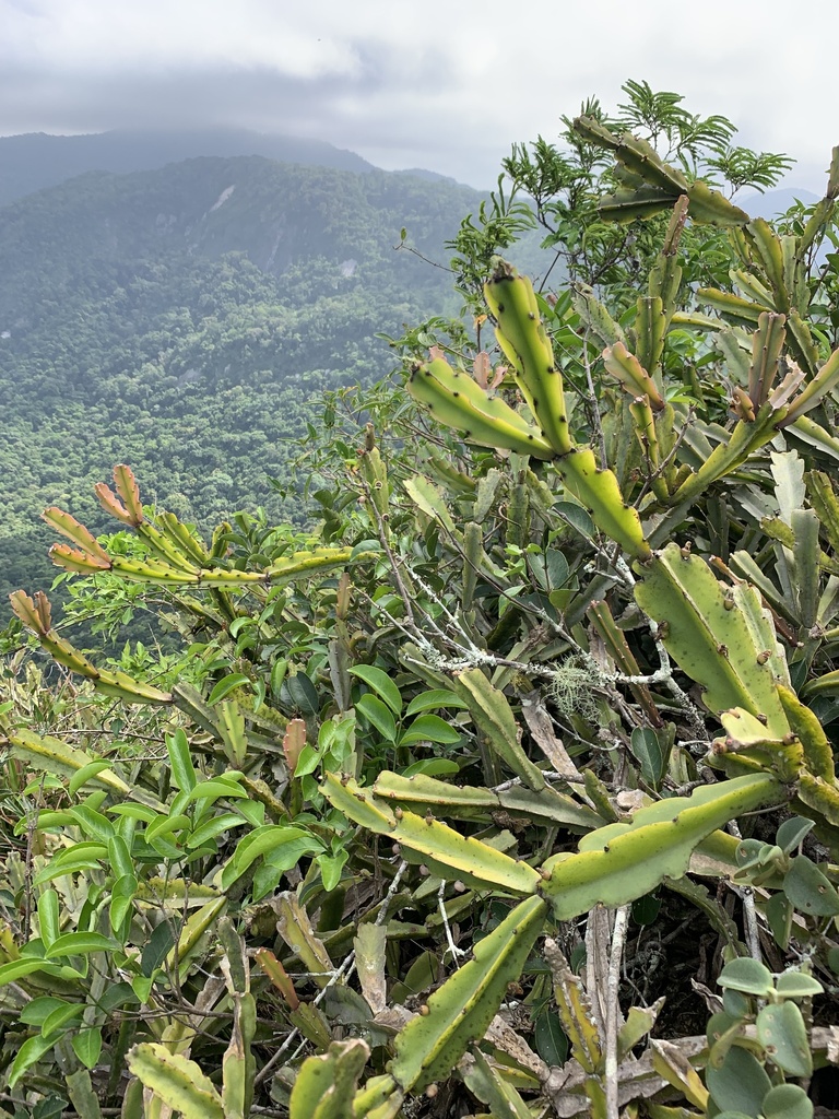 Rhipsalis triangularis