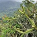 Rhipsalis triangularis - Photo (c) Diego Monsores, some rights reserved (CC BY-NC), uploaded by Diego Monsores