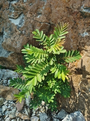Pterocarya stenoptera