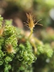 Orthotrichum stramineum