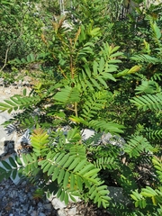 Pterocarya stenoptera