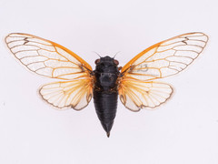 Magicicada cassinii