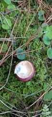Russula capensis