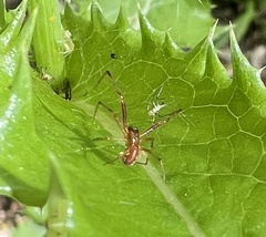 Anelosimus studiosus