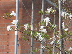 Magnolia stellata