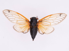 Magicicada cassinii