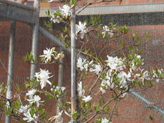 Magnolia stellata