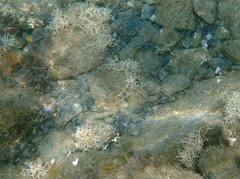 Amphiroa