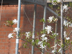 Magnolia stellata