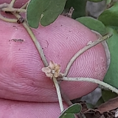 Dichondra repens