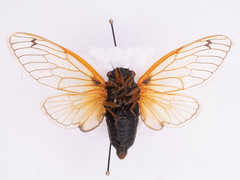 Magicicada cassinii