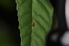 Ceratogergithus pseudotessellatus