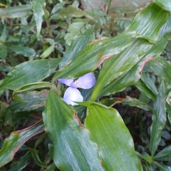 Coleotrype natalensis