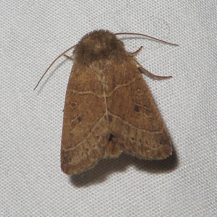 Sheathed Quaker