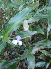 Coleotrype natalensis