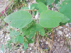 Buddleja cordata