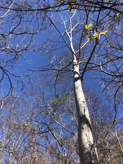 Albizia sinaloensis