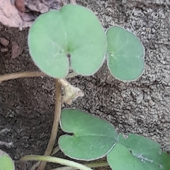 Dichondra repens