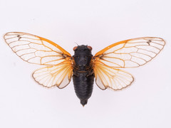 Magicicada cassinii