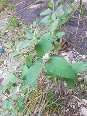 Buddleja cordata