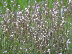 Cardamine hirsuta