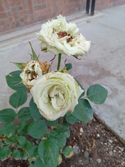 Rosa