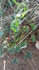 Ciconium