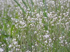 Cardamine hirsuta