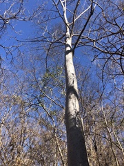 Albizia sinaloensis