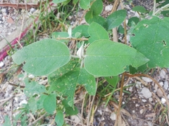 Buddleja cordata
