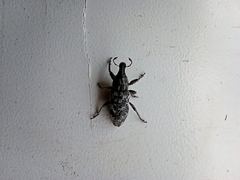 Cyphocleonus dealbatus