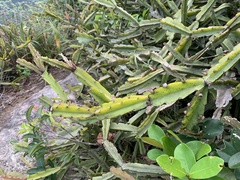 Rhipsalis triangularis