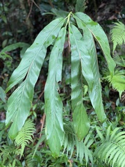 Alpinia galanga