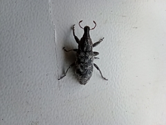 Cyphocleonus dealbatus