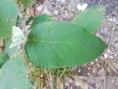 Buddleja cordata