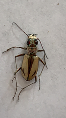 Cicindela limbata nympha
