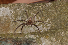 Heteropoda amphora